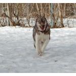 Девочка хаски РКФ