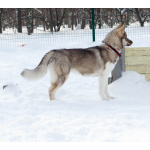 Девочка хаски РКФ