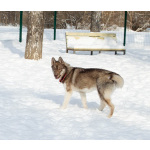 Девочка хаски РКФ