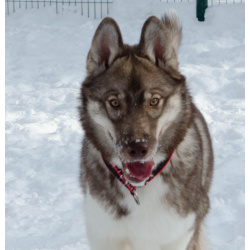 Девочка хаски РКФ