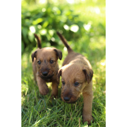 Ждём щенков ирландского терьера