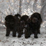 Той-пудель щенки - шоколадные. СПб