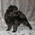 Той-пудель щенки - шоколадные. СПб