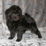 Той-пудель щенки - шоколадные. СПб