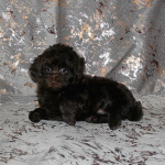 Той-пудель щенки - шоколадные. СПб