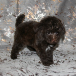 Той-пудель щенки - шоколадные. СПб