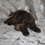Той-пудель щенки - шоколадные. СПб