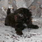 Той-пудель щенки - шоколадные. СПб