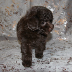 Той-пудель щенки - шоколадные. СПб