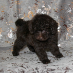 Той-пудель щенки - шоколадные. СПб
