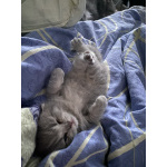 Шотландский голубоглазый мальчик