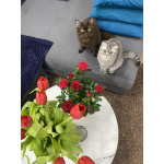 Шотландский голубоглазый мальчик