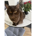 Шотландский голубоглазый мальчик