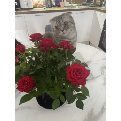 Шотландский голубоглазый мальчик