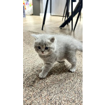 Шотландский голубоглазый мальчик