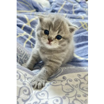 Шотландский голубоглазый мальчик