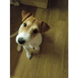 Джек Рассел терьер