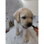 Щенки лабрадор ретривер. Родились 21.02.2026