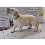 Щенки лабрадор ретривер. Родились 21.02.2026