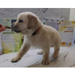 Щенки лабрадор ретривер. Родились 21.02.2026