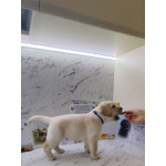 Щенки лабрадор ретривер. Родились 21.02.2026