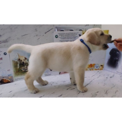 Щенки лабрадор ретривер. Родились 21.02.2026