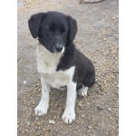 Помогите обрести им дом