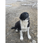 Помогите обрести им дом