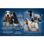 Щенки английского кокер-спаниеля, дата рождения 08.02.2026 г.