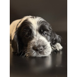 Щенки английского кокер-спаниеля, дата рождения 08.02.2026 г.