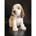 Щенки английского кокер-спаниеля, дата рождения 08.02.2026 г.