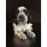 Щенки английского кокер-спаниеля, дата рождения 08.02.2026 г.