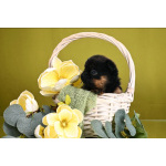 Пти-брабансон девочка