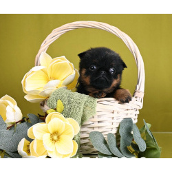 Пти-брабансон девочка