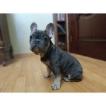 Продаю щенков французского бульдога