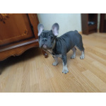 Продаю щенков французского бульдога