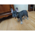 Продаю щенков французского бульдога
