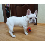 Продаю щенков французского бульдога