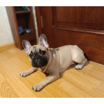 Продаю щенков французского бульдога