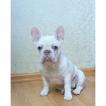 Продаю щенков французского бульдога