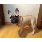 Продаю щенков французского бульдога