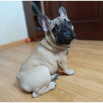 Продаю щенков французского бульдога