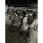 Замечательные карапузы АСТ