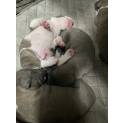 Замечательные карапузы АСТ