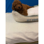 Пудель той Мальчик