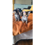 Бенгальские котята