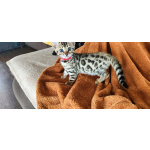 Бенгальские котята