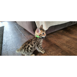 Бенгальские котята