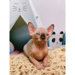 Котята канадского сфинкса