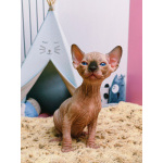 Котята канадского сфинкса